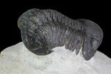 Reedops Trilobite - Atchana, Morocco #69613-4